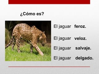 ¿Cómo es?
El jaguar feroz.
El jaguar veloz.
El jaguar salvaje.
El jaguar delgado.
 