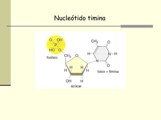 Nucleótido timina
 