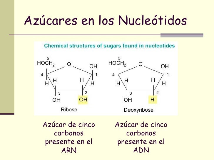 Azucares Que Intervienen En La Estructura De Los Acidos Nucleicos