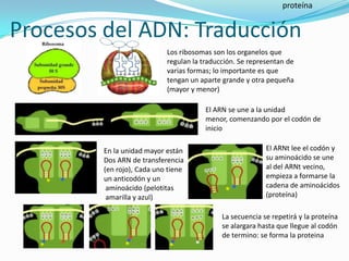 proteína


Procesos del ADN: Traducción
                            Los ribosomas son los organelos que
                            regulan la traducción. Se representan de
                            varias formas; lo importante es que
                            tengan un aparte grande y otra pequeña
                            (mayor y menor)

                                        El ARN se une a la unidad
                                        menor, comenzando por el codón de
                                        inicio

         En la unidad mayor están                          El ARNt lee el codón y
         Dos ARN de transferencia                          su aminoácido se une
         (en rojo), Cada uno tiene                         al del ARNt vecino,
         un anticodón y un                                 empieza a formarse la
          aminoácido (pelotitas                            cadena de aminoácidos
          amarilla y azul)                                 (proteína)

                                             La secuencia se repetirá y la proteína
                                             se alargara hasta que llegue al codón
                                             de termino: se forma la proteina
 