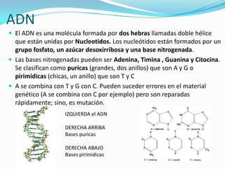 ADN
 El ADN es una molécula formada por dos hebras llamadas doble hélice
  que están unidas por Nucleotidos. Los nucleótidos están formados por un
  grupo fosfato, un azúcar desoxirribosa y una base nitrogenada.
 Las bases nitrogenadas pueden ser Adenina, Timina , Guanina y Citocina.
  Se clasifican como puricas (grandes, dos anillos) que son A y G o
  pirimidicas (chicas, un anillo) que son T y C
 A se combina con T y G con C. Pueden suceder errores en el material
  genético (A se combina con C por ejemplo) pero son reparadas
  rápidamente; sino, es mutación.
                   IZQUIERDA el ADN

                   DERECHA ARRIBA
                   Bases puricas

                   DERECHA ABAJO
                   Bases pirimidicas
 