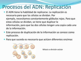Procesos del ADN: Replicación
 El ADN tiene la habilidad de replicarse. La replicación es
  necesaria para que las células se dividan. Por
  ejemplo, necesitamos constantemente glóbulos rojos. Para que
  estas células se dividan, se tiene que duplicar la
  información, para que las dos células tengan una copia cada una
  de la información.
 Este proceso de duplicación de la información se conoce como
  replicación.
 Para que suceda es necesario que actúen diferentes enzimas


                                    Mitosis o división celular
 