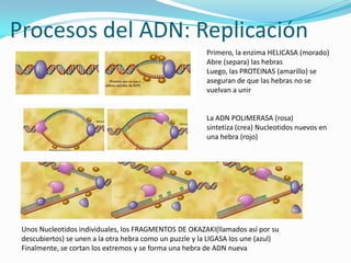 Procesos del ADN: Replicación
                                                         Primero, la enzima HELICASA (morado)
                                                         Abre (separa) las hebras
                                                         Luego, las PROTEINAS (amarillo) se
                                                         aseguran de que las hebras no se
                                                         vuelvan a unir


                                                         La ADN POLIMERASA (rosa)
                                                         sintetiza (crea) Nucleotidos nuevos en
                                                         una hebra (rojo)




 Unos Nucleotidos individuales, los FRAGMENTOS DE OKAZAKI(llamados así por su
 descubiertos) se unen a la otra hebra como un puzzle y la LIGASA los une (azul)
 Finalmente, se cortan los extremos y se forma una hebra de ADN nueva
 