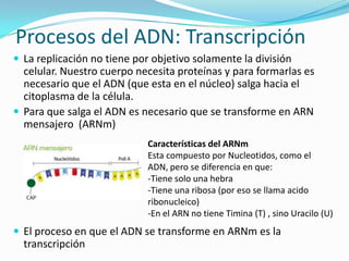 Procesos del ADN: Transcripción
 La replicación no tiene por objetivo solamente la división
  celular. Nuestro cuerpo necesita proteínas y para formarlas es
  necesario que el ADN (que esta en el núcleo) salga hacia el
  citoplasma de la célula.
 Para que salga el ADN es necesario que se transforme en ARN
  mensajero (ARNm)
                             Características del ARNm
                             Esta compuesto por Nucleotidos, como el
                             ADN, pero se diferencia en que:
                             -Tiene solo una hebra
                             -Tiene una ribosa (por eso se llama acido
                             ribonucleico)
                             -En el ARN no tiene Timina (T) , sino Uracilo (U)
 El proceso en que el ADN se transforme en ARNm es la
  transcripción
 