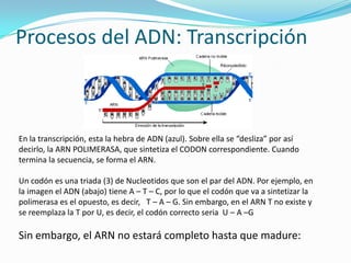 Procesos del ADN: Transcripción



En la transcripción, esta la hebra de ADN (azul). Sobre ella se “desliza” por así
decirlo, la ARN POLIMERASA, que sintetiza el CODON correspondiente. Cuando
termina la secuencia, se forma el ARN.

Un codón es una triada (3) de Nucleotidos que son el par del ADN. Por ejemplo, en
la imagen el ADN (abajo) tiene A – T – C, por lo que el codón que va a sintetizar la
polimerasa es el opuesto, es decir, T – A – G. Sin embargo, en el ARN T no existe y
se reemplaza la T por U, es decir, el codón correcto seria U – A –G

Sin embargo, el ARN no estará completo hasta que madure:
 