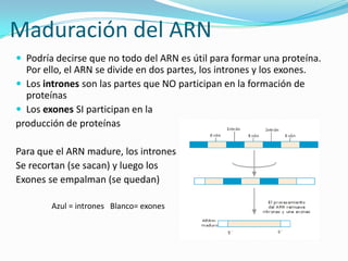 Maduración del ARN
 Podría decirse que no todo del ARN es útil para formar una proteína.
  Por ello, el ARN se divide en dos partes, los intrones y los exones.
 Los intrones son las partes que NO participan en la formación de
  proteínas
 Los exones SI participan en la
producción de proteínas

Para que el ARN madure, los intrones
Se recortan (se sacan) y luego los
Exones se empalman (se quedan)

        Azul = intrones Blanco= exones
 