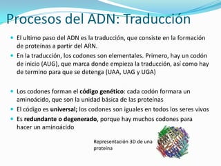 Procesos del ADN: Traducción
 El ultimo paso del ADN es la traducción, que consiste en la formación
  de proteínas a partir del ARN.
 En la traducción, los codones son elementales. Primero, hay un codón
  de inicio (AUG), que marca donde empieza la traducción, así como hay
  de termino para que se detenga (UAA, UAG y UGA)

 Los codones forman el código genético: cada codón formara un
  aminoácido, que son la unidad básica de las proteínas
 El código es universal; los codones son iguales en todos los seres vivos
 Es redundante o degenerado, porque hay muchos codones para
  hacer un aminoácido

                               Representación 3D de una
                               proteína
 