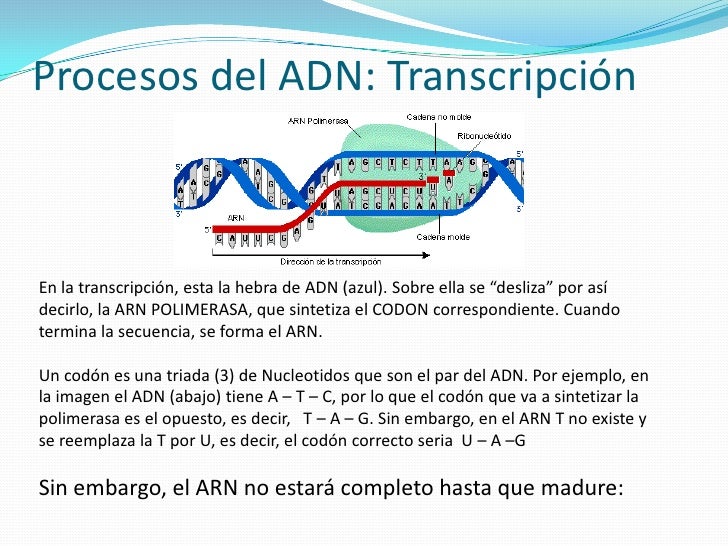 EL ADN ARN PROCESOS DEL ADN CODIGO