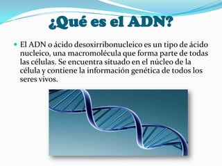 ¿Qué es el ADN?
 El ADN o ácido desoxirribonucleico es un tipo de ácido
 nucleico, una macromolécula que forma parte de todas
 las células. Se encuentra situado en el núcleo de la
 célula y contiene la información genética de todos los
 seres vivos.
 
