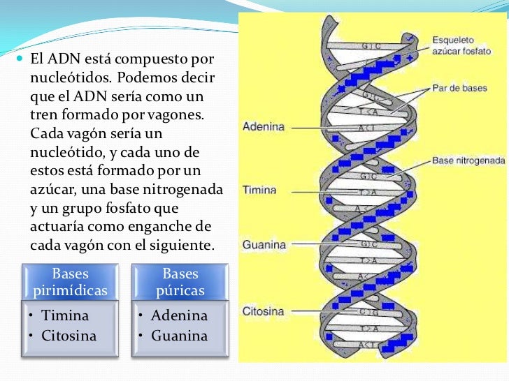 ADN-DNA(ácido desoxirribonucleico)