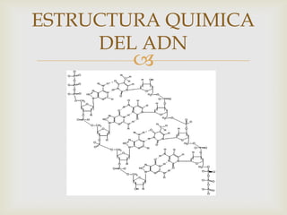 ESTRUCTURA QUIMICA
DEL ADN



 
