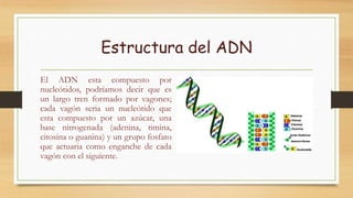 El adn | PPTX | Biological Sciences | Science