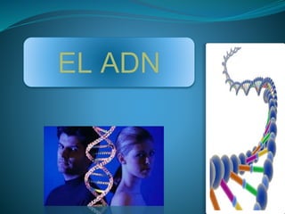 El ADN