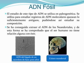El estudio de este tipo de ADN se utiliza en paleogenética. Se
utiliza para estudiar registros de ADN moleculares quesean lo
suficientemente antiguos, pudiéndose así estudiar su
composición.
Se ha conseguido extraer el ADN de los Neandertales, y de
esta forma se ha comprobado que el ser humano no tiene
relación alguna con éste.
ADN Fósil
ADN del hígado de un
sacerdote de hace 4000 años
Cráneo neandertal
 