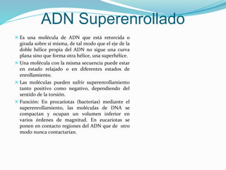  Es una molécula de ADN que está retorcida o
girada sobre sí misma, de tal modo que el eje de la
doble hélice propia del ADN no sigue una curva
plana sino que forma otra hélice, una superhélice.
 Una molécula con la misma secuencia puede estar
en estado relajado o en diferentes estados de
enrollamiento.
 Las moléculas pueden sufrir superenrollamiento
tanto positivo como negativo, dependiendo del
sentido de la torsión.
 Función: En procariotas (bacterias) mediante el
superenrollamiento, las moléculas de DNA se
compactan y ocupan un volumen inferior en
varios órdenes de magnitud. En eucariotas se
ponen en contacto regiones del ADN que de otro
modo nunca contactarían.
ADN Superenrollado
 