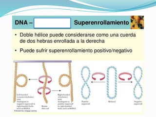 El ADN
