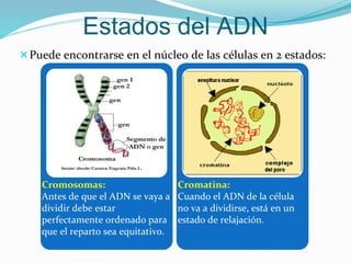 Puede encontrarse en el núcleo de las células en 2 estados:
Estados del ADN
Cromosomas:
Antes de que el ADN se vaya a
dividir debe estar
perfectamente ordenado para
que el reparto sea equitativo.
Cromatina:
Cuando el ADN de la célula
no va a dividirse, está en un
estado de relajación.
 