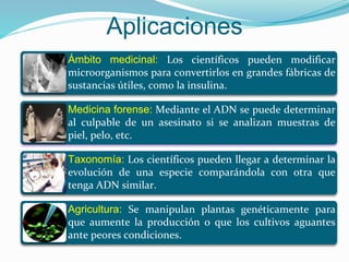 Aplicaciones
Ámbito medicinal: Los científicos pueden modificar
microorganismos para convertirlos en grandes fábricas de
sustancias útiles, como la insulina.
Medicina forense: Mediante el ADN se puede determinar
al culpable de un asesinato si se analizan muestras de
piel, pelo, etc.
Taxonomía: Los científicos pueden llegar a determinar la
evolución de una especie comparándola con otra que
tenga ADN similar.
Agricultura: Se manipulan plantas genéticamente para
que aumente la producción o que los cultivos aguantes
ante peores condiciones.
 