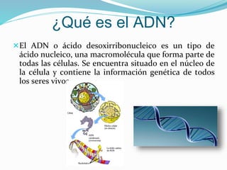 ¿Qué es el ADN?
El ADN o ácido desoxirribonucleico es un tipo de
ácido nucleico, una macromolécula que forma parte de
todas las células. Se encuentra situado en el núcleo de
la célula y contiene la información genética de todos
los seres vivos.
 