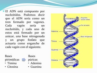 Bases
pirimídicas
• Timina
• Citosina
Bases
púricas
• Adenina
• Guanina
El ADN está compuesto por
nucleótidos. Podemos decir
que el ADN sería como un
tren formado por vagones.
Cada vagón sería un
nucleótido, y cada uno de
estos está formado por un
azúcar, una base nitrogenada
y un grupo fosfato que
actuaría como enganche de
cada vagón con el siguiente.
 