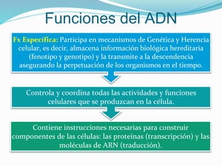 Funciones del ADN
Fx Específica: Participa en mecanismos de Genética y Herencia
celular, es decir, almacena información biológica hereditaria
(fenotipo y genotipo) y la transmite a la descendencia
asegurando la perpetuación de los organismos en el tiempo.
Controla y coordina todas las actividades y funciones
celulares que se produzcan en la célula.
Contiene instrucciones necesarias para construir
componentes de las células: las proteínas (transcripción) y las
moléculas de ARN (traducción).
 