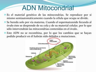  Es el material genético de las mitocondrias. Se reproduce por sí
mismo semiautomáticamente cuando la célula que ocupa se divide.
 Se hereda solo por vía materna. Cuando el espermatozoide fecunda al
óvulo éste se desprende de su cola y de su material celular, por lo que
sólo intervendrán las mitocondrias contenidas en el óvulo.
 Este ADN no se recombina, por lo que los cambios que se hayan
podido producir en él habrán sido debidos a mutaciones.
ADN Mitocondrial
 