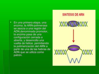  En una primera etapa, unaEn una primera etapa, una
enzima, la ARN-polimerasaenzima, la ARN-polimerasa
se asocia a una región delse asocia a una región del
ADN,denominada promotor,ADN,denominada promotor,
la enzima pasa de unala enzima pasa de una
configuración cerrada aconfiguración cerrada a
abierta, y desenrolla unaabierta, y desenrolla una
vuelta de hélice, permitiendovuelta de hélice, permitiendo
la polimerización del ARN ala polimerización del ARN a
partir de una de las hebras departir de una de las hebras de
ADN que se utiliza comoADN que se utiliza como
patrón.patrón.
 