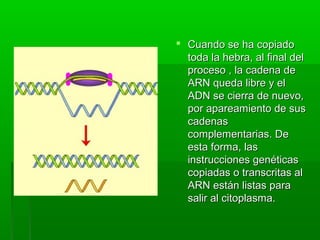  Cuando se ha copiadoCuando se ha copiado
toda la hebra, al final deltoda la hebra, al final del
proceso , la cadena deproceso , la cadena de
ARN queda libre y elARN queda libre y el
ADN se cierra de nuevo,ADN se cierra de nuevo,
por apareamiento de suspor apareamiento de sus
cadenascadenas
complementarias. Decomplementarias. De
esta forma, lasesta forma, las
instrucciones genéticasinstrucciones genéticas
copiadas o transcritas alcopiadas o transcritas al
ARN están listas paraARN están listas para
salir al citoplasma.salir al citoplasma.
 