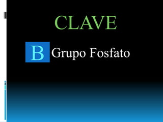 CLAVE
B Grupo Fosfato