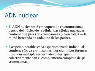 ADN nuclear
 El ADN nuclear está empaquetado en cromosomas
dentro del núcleo de la célula. Las células nucleadas
contienen 23 pares de cromosomas (46 en total) — la
mitad heredada de cada uno de los padres.
 Excepción notable: cada espermatozoide individual
contiene sólo 23 cromosomas. Los científicos forenses
observan múltiples espermatozoides, que
colectivamente dan el complemento completo de 46
cromosomas.
 