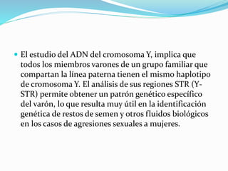  El estudio del ADN del cromosoma Y, implica que
todos los miembros varones de un grupo familiar que
compartan la línea paterna tienen el mismo haplotipo
de cromosoma Y. El análisis de sus regiones STR (Y-
STR) permite obtener un patrón genético específico
del varón, lo que resulta muy útil en la identificación
genética de restos de semen y otros fluidos biológicos
en los casos de agresiones sexuales a mujeres.
 