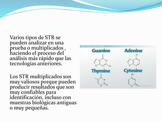 Varios tipos de STR se
pueden analizar en una
prueba o multiplicados ,
haciendo el proceso del
análisis más rápido que las
tecnologías anteriores.
Los STR multiplicados son
muy valiosos porque pueden
producir resultados que son
muy confiables para
identificación, incluso con
muestras biológicas antiguas
o muy pequeñas.
 