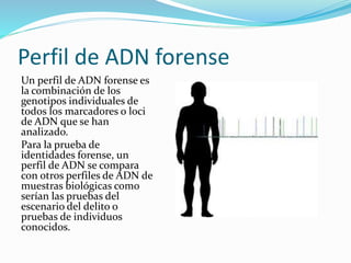 Perfil de ADN forense
Un perfil de ADN forense es
la combinación de los
genotipos individuales de
todos los marcadores o loci
de ADN que se han
analizado.
Para la prueba de
identidades forense, un
perfil de ADN se compara
con otros perfiles de ADN de
muestras biológicas como
serían las pruebas del
escenario del delito o
pruebas de individuos
conocidos.
 