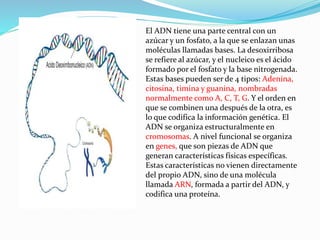 El ADN tiene una parte central con un
azúcar y un fosfato, a la que se enlazan unas
moléculas llamadas bases. La desoxirribosa
se refiere al azúcar, y el nucleico es el ácido
formado por el fosfato y la base nitrogenada.
Estas bases pueden ser de 4 tipos: Adenina,
citosina, timina y guanina, nombradas
normalmente como A, C, T, G. Y el orden en
que se combinen una después de la otra, es
lo que codifica la información genética. El
ADN se organiza estructuralmente en
cromosomas. A nivel funcional se organiza
en genes, que son piezas de ADN que
generan características físicas específicas.
Estas características no vienen directamente
del propio ADN, sino de una molécula
llamada ARN, formada a partir del ADN, y
codifica una proteína.
 