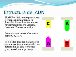 Estructura del ADN
El ADN está formado por cuatro
elementos fundamentales
llamados bases. Los elementos
fundamentales son: Citosina,
Guanina, Timina, Adenina.
Éstas se conocen comúnmente
como C, G, T, A.
Es el orden (secuencia) de estos
elementos fundamentales lo que
determina las características
genéticas de cada persona.
 