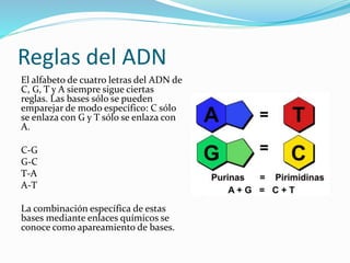 Reglas del ADN
El alfabeto de cuatro letras del ADN de
C, G, T y A siempre sigue ciertas
reglas. Las bases sólo se pueden
emparejar de modo específico: C sólo
se enlaza con G y T sólo se enlaza con
A.
C-G
G-C
T-A
A-T
La combinación específica de estas
bases mediante enlaces químicos se
conoce como apareamiento de bases.
 