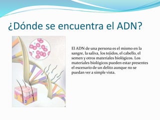¿Dónde se encuentra el ADN?
El ADN de una persona es el mismo en la
sangre, la saliva, los tejidos, el cabello, el
semen y otros materiales biológicos. Los
materiales biológicos pueden estar presentes
el escenario de un delito aunque no se
puedan ver a simple vista.
 