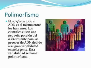 Polimorfismo
 El 99.9% de todo el
ADN es el mismo entre
los humanos. Los
científicos usan una
pequeña porción del
0.1% restante para las
pruebas de ADN debido
a su gran variabilidad
entre la gente. Esta
variabilidad se llama
polimorfismo.
 