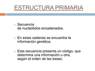ESTRUCTURA PRIMARIA 
 Secuencia 
de nucleótidos encadenados. 
 En estas cadenas se encuentra la 
información genética. 
 Esta secuencia presenta un código, que 
determina una información u otra, 
según el orden de las bases. 
 