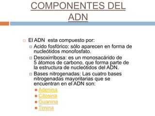 COMPONENTES DEL 
ADN 
 El ADN esta compuesto por: 
 Acido fosfórico: sólo aparecen en forma de 
nucleótidos monofosfato. 
 Desoxirribosa: es un monosacárido de 
5 átomos de carbono, que forma parte de 
la estructura de nucleótidos del ADN. 
 Bases nitrogenadas: Las cuatro bases 
nitrogenadas mayoritarias que se 
encuentran en el ADN son: 
 Adenina 
 Citosina 
 Guanina 
 Timina 
 