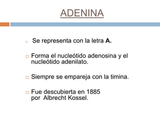 ADENINA 
 Se representa con la letra A. 
 Forma el nucleótido adenosina y el 
nucleótido adenilato. 
 Siempre se empareja con la timina. 
 Fue descubierta en 1885 
por Albrecht Kossel. 
 