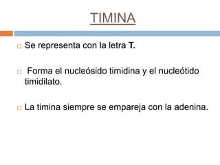 TIMINA 
 Se representa con la letra T. 
 Forma el nucleósido timidina y el nucleótido 
timidilato. 
 La timina siempre se empareja con la adenina. 
 