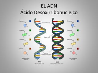 EL ADN
Ácido Desoxirribonucleico
 