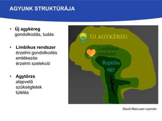 • Új agykéreg
gondolkodás, tudás
• Limbikus rendszer
érzelmi gondolkodés
emlékezés
érzelmi szelekció
• Agytörzs
alapvető
szükségletek
túlélés
AGYUNK STRUKTÚRÁJA
David MacLean nyomán
 