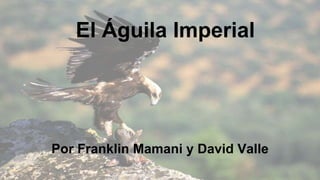 El Águila Imperial
Por Franklin Mamani y David Valle
 