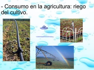 - Consumo en la agricultura: riego del cultivo.         