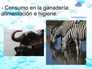 - Consumo en la ganadería: alimentación e higiene . 