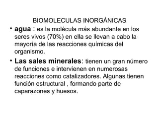 BIOMOLECULAS INORGÁNICAS
• agua : es la molécula más abundante en los
seres vivos (70%) en ella se llevan a cabo la
mayoría de las reacciones químicas del
organismo.
• Las sales minerales: tienen un gran número
de funciones e intervienen en numerosas
reacciones como catalizadores. Algunas tienen
función estructural , formando parte de
caparazones y huesos.
 