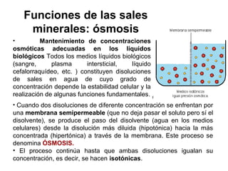 Funciones de las sales
minerales: ósmosis
• Mantenimiento de concentraciones
osmóticas adecuadas en los líquidos
biológicos Todos los medios líquidos biológicos
(sangre, plasma intersticial, líquido
cefalorraquídeo, etc. ) constituyen disoluciones
de sales en agua de cuyo grado de
concentración depende la estabilidad celular y la
realización de algunas funciones fundamentales.
• Cuando dos disoluciones de diferente concentración se enfrentan por
una membrana semipermeable (que no deja pasar el soluto pero sí el
disolvente), se produce el paso del disolvente (agua en los medios
celulares) desde la disolución más diluida (hipotónica) hacia la más
concentrada (hipertónica) a través de la membrana. Este proceso se
denomina ÓSMOSIS.
• El proceso continúa hasta que ambas disoluciones igualan su
concentración, es decir, se hacen isotónicas.
 
