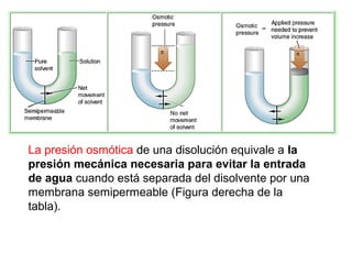 La presión osmótica de una disolución equivale a la
presión mecánica necesaria para evitar la entrada
de agua cuando está separada del disolvente por una
membrana semipermeable (Figura derecha de la
tabla).
 